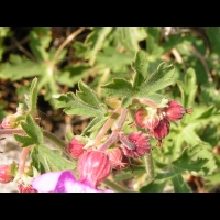 Geranium a long rhizome - Geranium Macrorrhizum (fam. Geraniacees) (Alpes occidentales) (4)